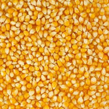 Maize